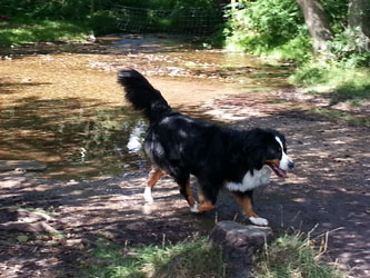 Honey at Cannock Chase 2013