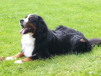 Honey at Stafford Castle 2013