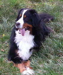 Honey at Cannock Chase 2013
