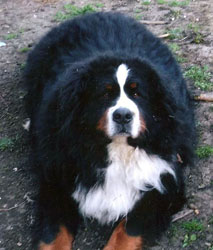 Aaran (Pasturegreen Night Fever)