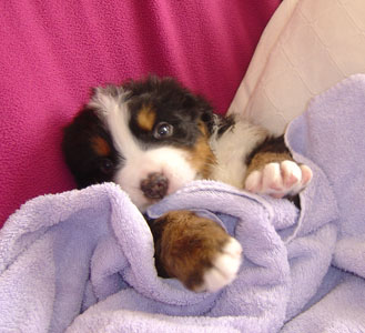 Baby Harvey has just had a bath