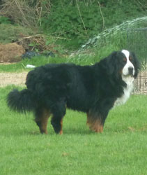 Benson at 2&frac12; Years