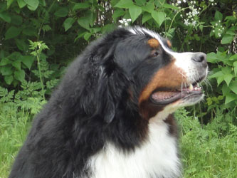 Bentley Five &  Half Years Old