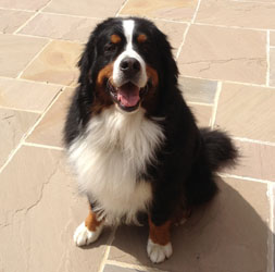 Bentley at 2 3/4 Years Old