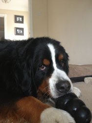 Bentley at Three Years Old