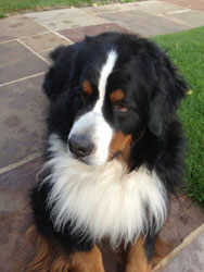 Bentley at Three Years Old