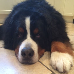 Bentley at Four & A Quarter Years Old
