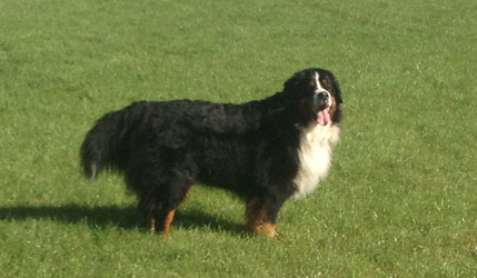 Bentley at Four Years Old