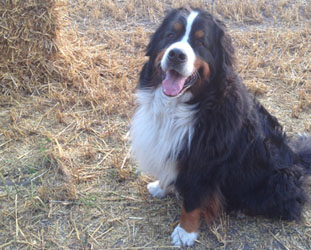 Bentley at 3 3/4 Years Old