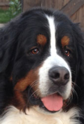 Bentley at 3&frac12; Years Old
