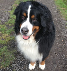 Bentley at 3&frac12; Years Old