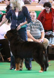 Sharon showing Yogi aka Pasturegreen Snow Storm