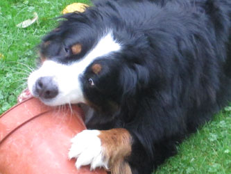 Keela at Two & a Half Years Old