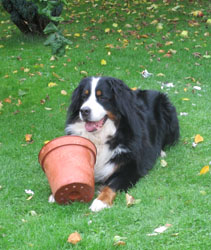 Keela Two Years Old