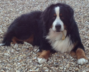 Murphy at 18 Months