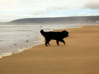 Murphy at 10 Months