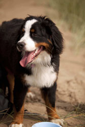 Murphy at 10 Months