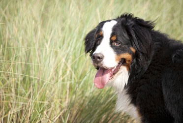 Murphy at 10 Months