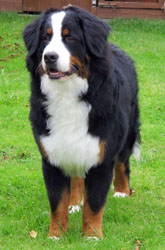 Murphy at One Year Old