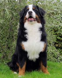 Murphy at One Year Old