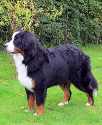 Murphy at One Year Old