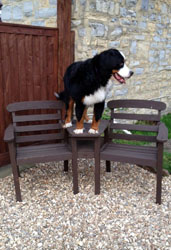 Murphy at 11 Months Old