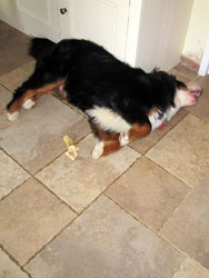 Murphy at 11 Months Old