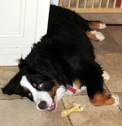 Murphy at 11 Months Old