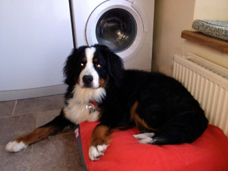 Murphy at 11 Months Old