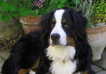 Murphy at 7 Months