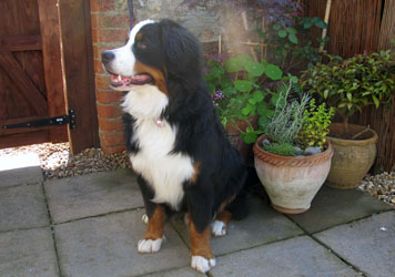 Murphy at 7 Months