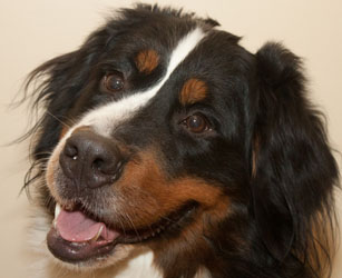 Ruby at Two Years Old