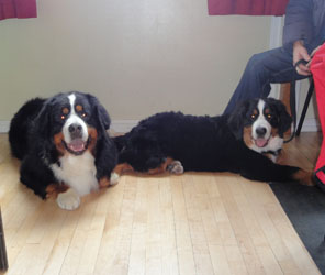 Merlin Left & Bailey Right