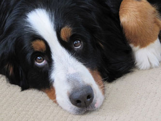Honey at Two & a Quarter Years Old