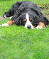 Honey at 18 Months