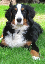 Honey at 7 Months