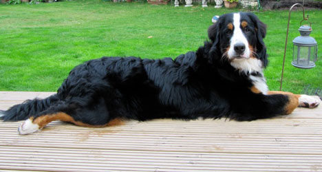 Honey at 9 Months