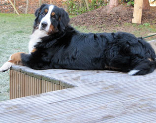 Honey at 15 Months