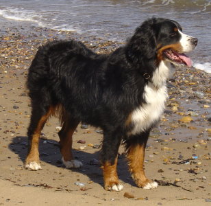 Sophie at 3 3/4 years on Runswick Bay Beach in North Yorkshire