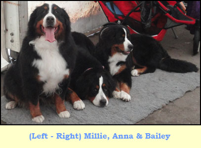 (L-R) Millie, Anna & Bailey