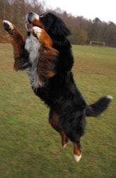 Yogi at Two & a Quarter Years Old