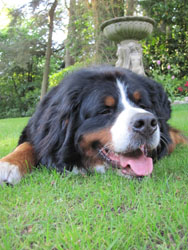 Yogi at 2&frac12; Years