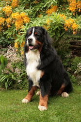 Yogi at 18 Months
