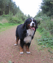 Yogi at Two & Three Quarter Years Old