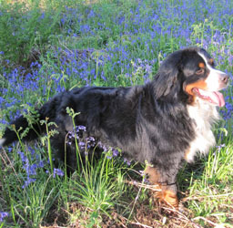 Yogi at 2&frac12; Years