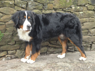 Simba at 15 Months