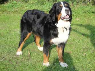 Simba At 10 Months