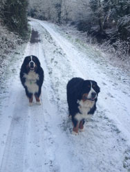 Leila & Bentley
