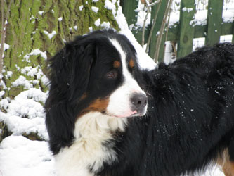Keela