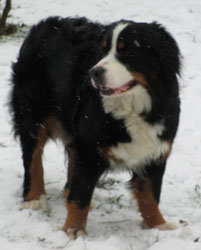 Keela